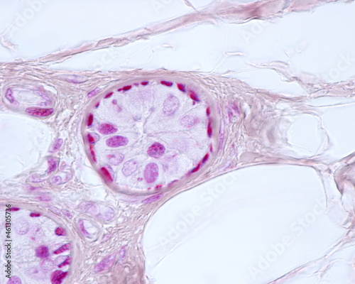 Human eccrine sweat gland. Myoepithelial cells photo