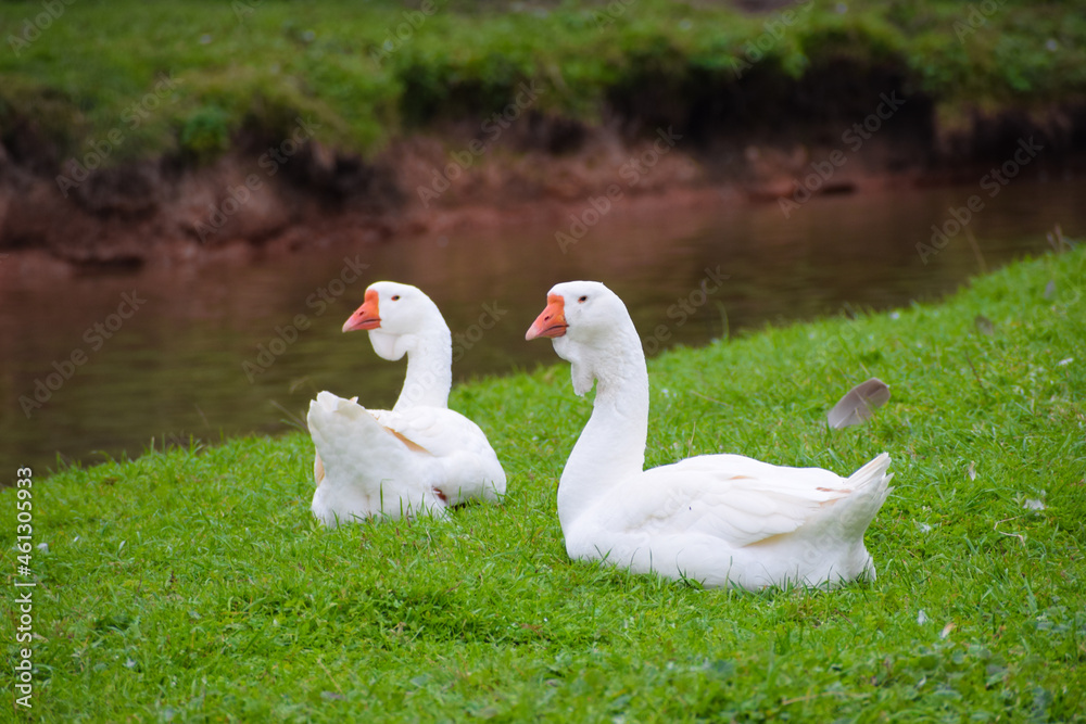 Obraz premium two ducks on the grass in the background of water