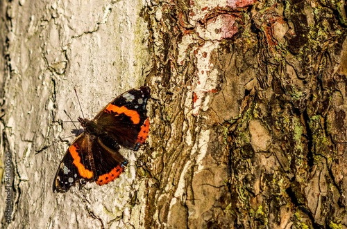 Butterfly moty paź królowej photo