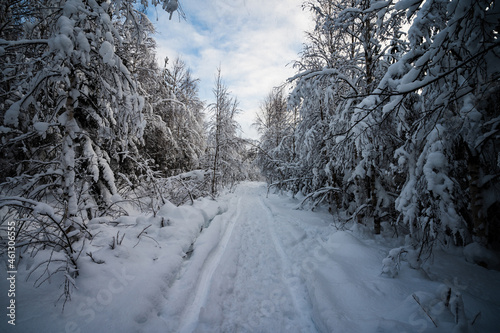 A landscape of the snow covered trees branches. A snow covered icy road through the forest hiking during the touristic visit.