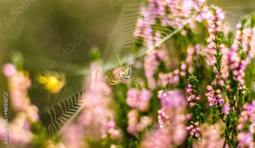 Obraz na płótnie Spider pająk pajęczyna w salonie
