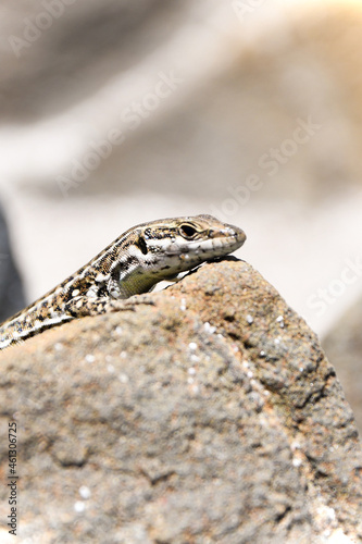 Small lizard on a Corsican beach.