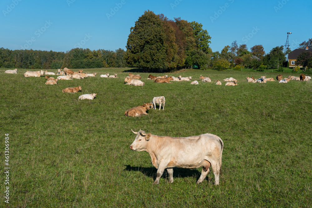 Fototapeta premium Livestock of white cows.
