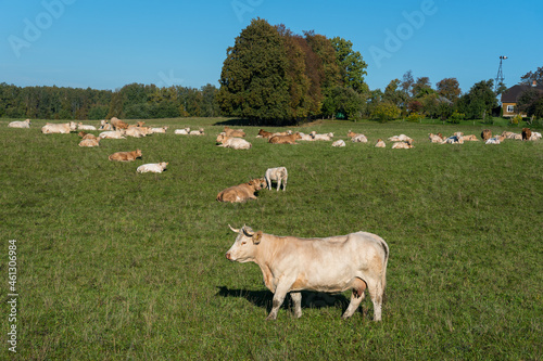 Livestock of white cows.