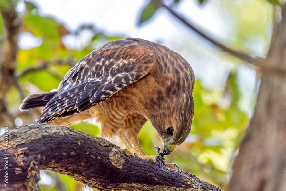 Fototapeta premium red tailed hawk