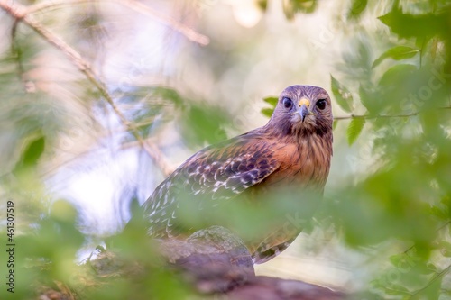 bird on a tree