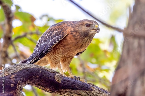 red tailed hawk