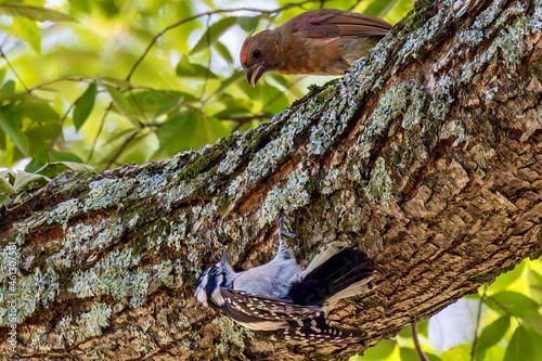 woodpecker on tree
