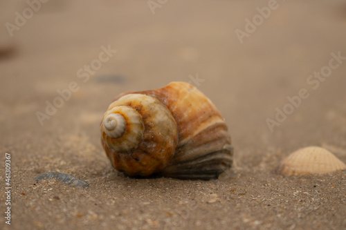 snail shell on the sand