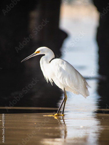 heron on the seashore