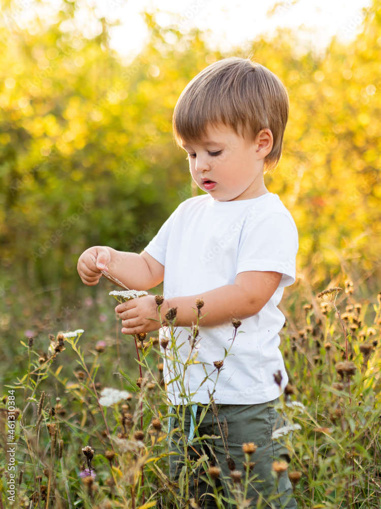 Cute little boy is touching flowers on field. Outdoor leisure activity for toddlers. Autumn sunset. Fall season. Cute little boy is touching flowers on field. Outdoor leisure activity for toddlers. Autumn sunset. Fall season.