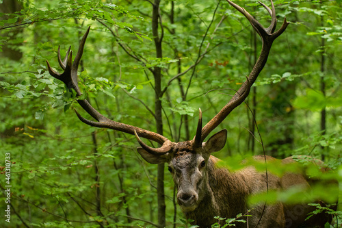 The Red Deer  Cervus elaphus  stag during the rutting season. The Bieszczady Mts  Carpathians  Poland.