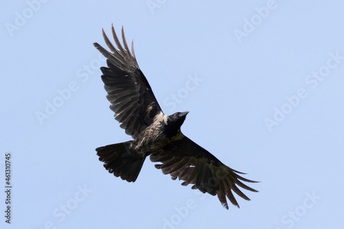 Rook  corvus frugilegus  flying with blue sky background