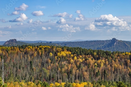 landscape with forest