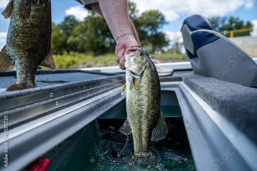 Wall Mural Bass Fishing