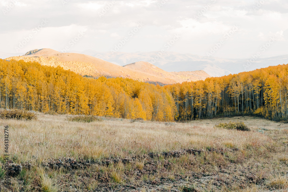 Fototapeta premium Aspen trees with yellow leaves in Park City, Utah