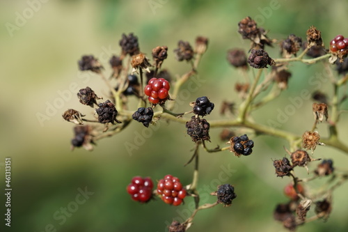 Klima Wandel Himbeeren vertrocknet