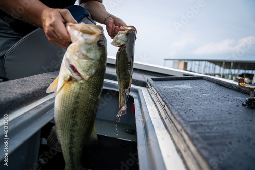 Obraz na płótnie Largemouth Bass