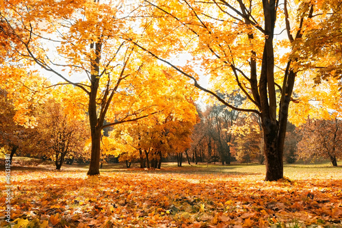autumn park with golden trees natural sunny background. beautiful harmony autumn lanscape. fall time season concept.