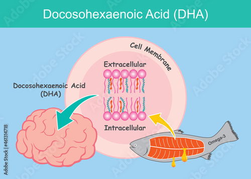 Docosohexaenoic acid (DHA). Illustration showing about benefit of DHA acid to a kid brain cells.