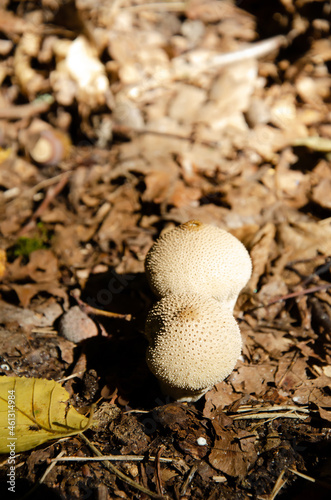 White thorny mushrooms grow in autumn forest with copy space. Puffballs texture on background of dry leaves. Exoperidium is covered in spines and warts. photo