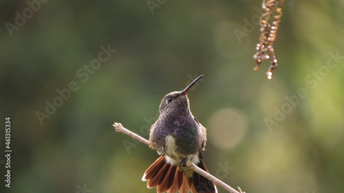 Fotografie Beija Flor