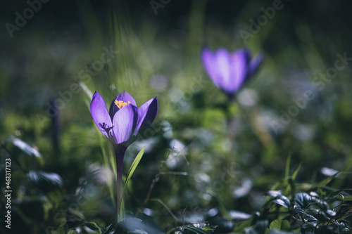 Wildflower Colchicum autumnale commonly known as autumn crocus 