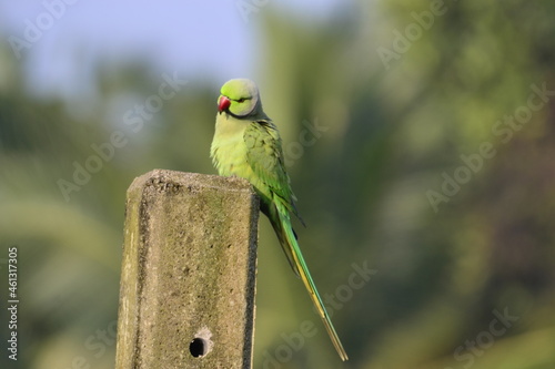 Rose-ringed parakeet in Arugam bay lagonn, Sri Lanka, specie Psittacula krameri in Pottuvil nature reserve photo