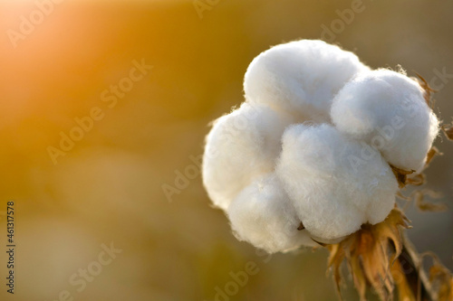 Beautiful white cotton close up