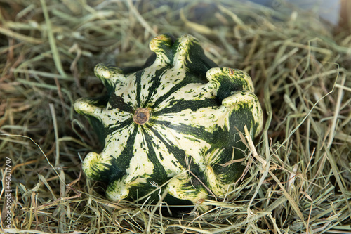 small green crown looking decorative pumpkin in straw photo