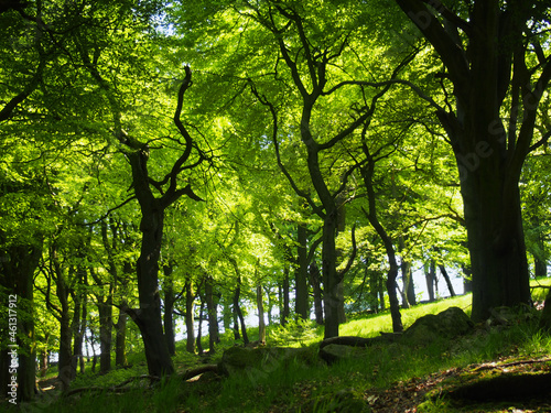 forest of large beech trees with leaves illuminated by bright morning sunshine