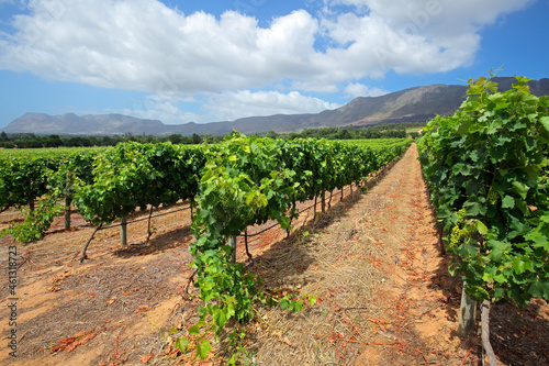 Scenic landscape of a vineyard against a backdrop of mountains, Cape Town, South Africa.