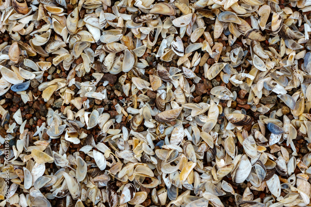 Shell rock and small pebbles on the shore close-up, sea coastline. Shell rock and small pebbles on the shore close-up, sea coastline.