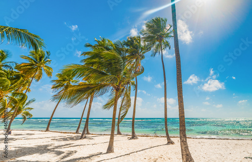 Fototapeta Naklejka Na Ścianę i Meble -  Palm trees in La Caravelle beach in Guadeloupe