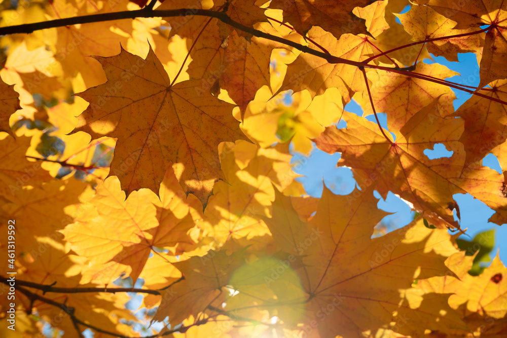Fototapeta premium autumn maple leaves