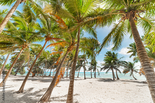Fototapeta Naklejka Na Ścianę i Meble -  Palm trees in Bois Jolan beach. Guadeloupe