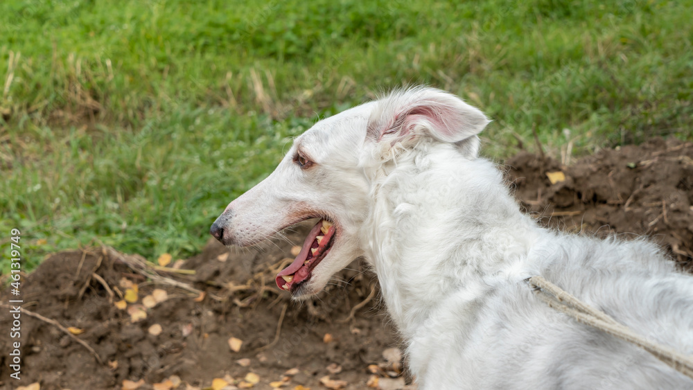 Russian greyhounds in nature. Russian borzoi dog stands against the background of autumn nature. Russian greyhounds in nature. Russian borzoi dog stands against the background of autumn nature.