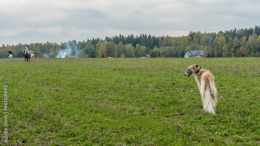 Russian greyhounds in nature. Russian borzoi dog stands against the background of autumn nature.