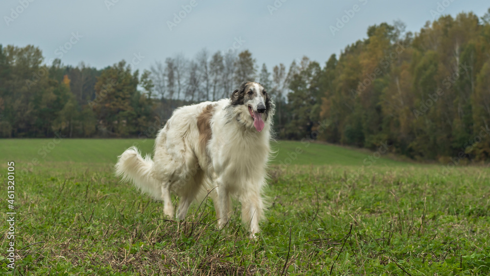 Russian greyhounds in nature. Russian borzoi dog stands against the background of autumn nature.
