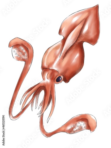 Illustration of colossal squid in hatching drawing and water color style photo