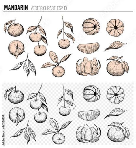 Mandarin.  Sketch illustration set. Vector