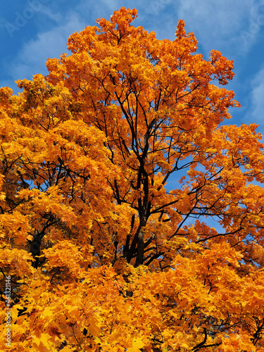 Maple with orange, bright, autumn leaves with black dots against a blue sky with clouds.