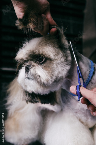 Groomer trimming dog. Pet grooming with scissors. Female groomer haircut Shitzu or Shih tzu dog on the table for grooming in the beauty salon for dogs. Selective focus