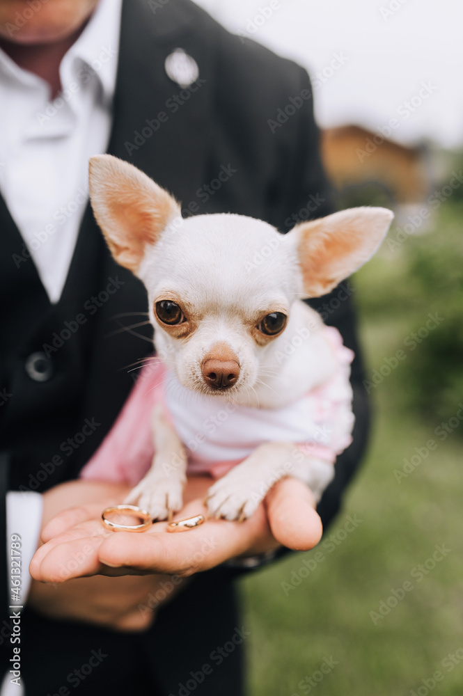 The stylish groom in a black suit at the ceremony holds in his hand in the palm of his hand gold rings and a beautiful, small purebred white Chihuahua dog. Wedding photography.