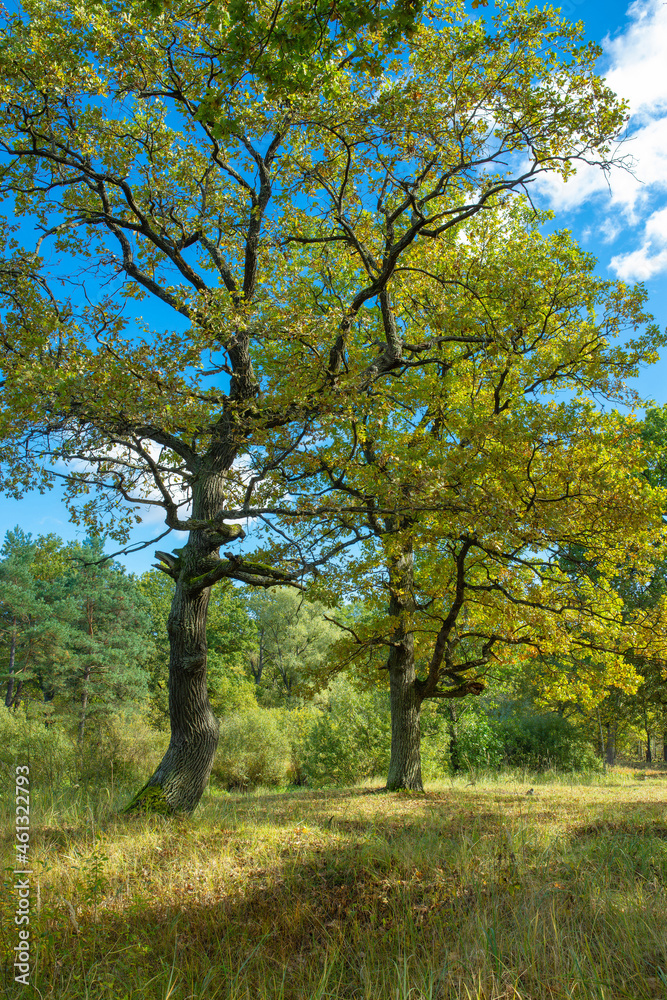 Oaks on a bright sunny autumn day at the edge of an oak forest