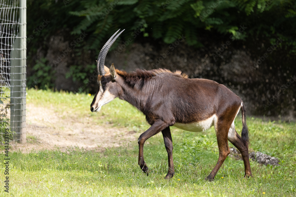 Amazing capricorn is walking through the nature and enjoys the good air. The capricorn are searching for some grass to eat. Amazing capricorn is walking through the nature and enjoys the good air. The capricorn are searching for some grass to eat.