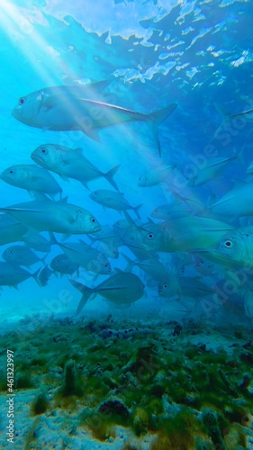 The Maldives island underwater sea