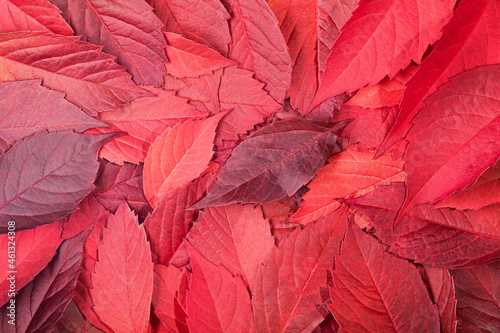 Leinwand Poster Background of red fallen autumn leaves