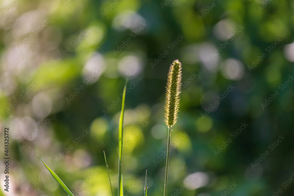 Autumn colorful flowers and weeds in the meadow. Autumn colorful flowers and weeds in the meadow.