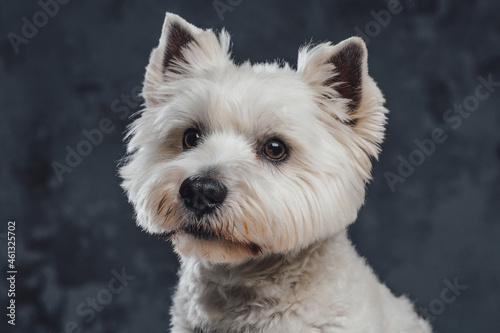 Portrait of white fluffy terrier doggy against dark background